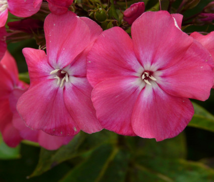 Phlox paniculata 'Pünktchen'