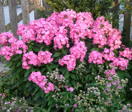 Phlox paniculata 'Württembergia'