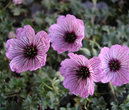 Geranium cinereum 'Ballerina'