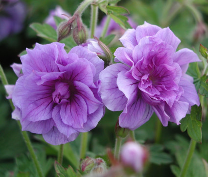 Geranium himalayense 'Plenum'