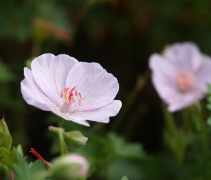 Geranium sanguineum 'Apfelblüte'