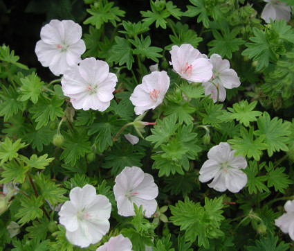 Geranium sanguineum 'Apfelblüte'