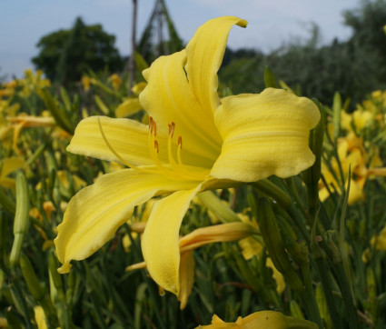 Hemerocallis Hybride 'Augustfreude'