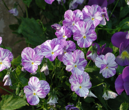 Viola cornuta 'Columbine'