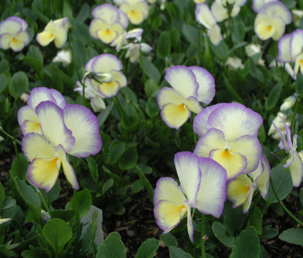 Viola cornuta 'Etain'