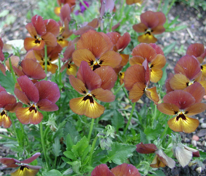 Viola cornuta 'Irish Molly'