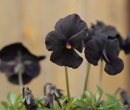 Viola cornuta 'Molly Sanderson'