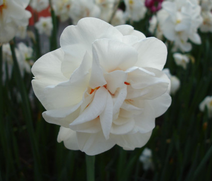 Narcissus 'Acropolis'