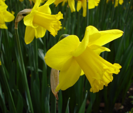 Narcissus ‘Arctic Gold’