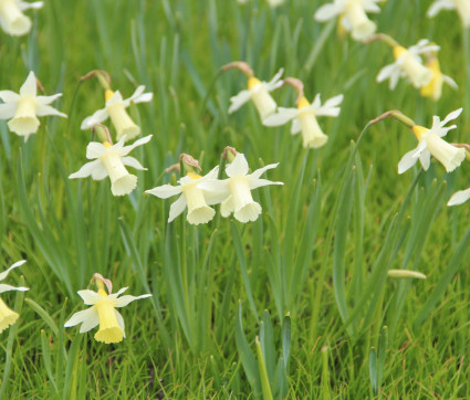 Narcissus ‘Elka’