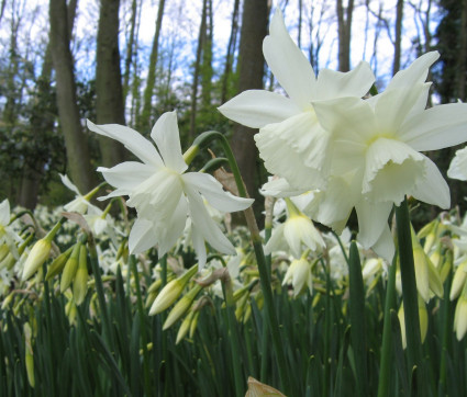 Narcissus ‘Thalia’