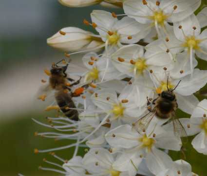 …mit Bienen-Besuch…