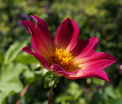 Dahlia 'Bright Eyes'