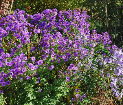 Herbstglück mit Astern