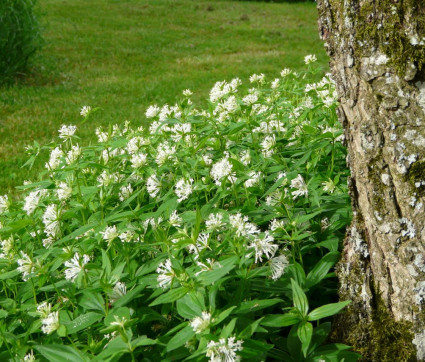 Asperula taurina