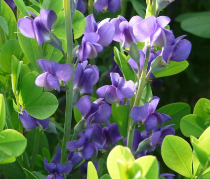 Baptisia australis