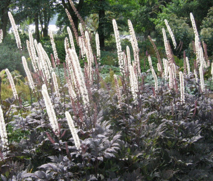 Cimicifuga simplex 'Brunette'