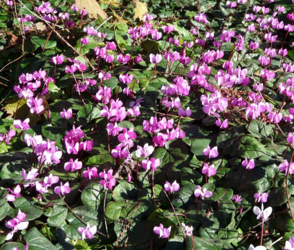 Cyclamen coum