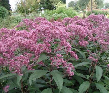 Eupatorium fistulosum 'Augustrubin'