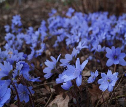 Hepatica transsilvanica 'Winterfreude'