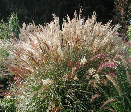 Miscanthus sinensis 'Adagio'