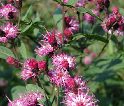 Vernonia crinita