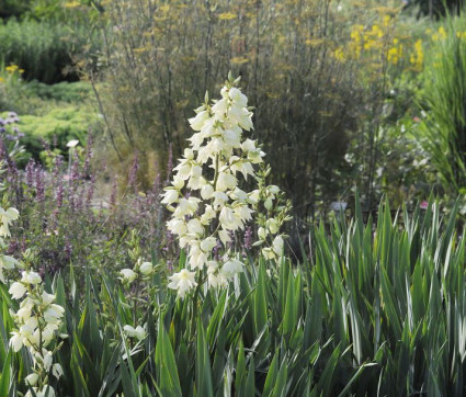 Yucca filamentosa