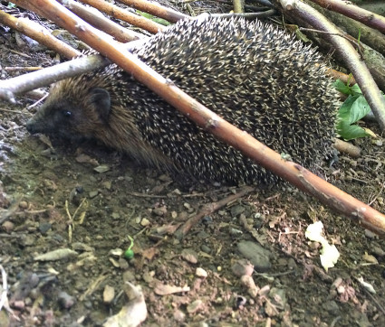 Igel