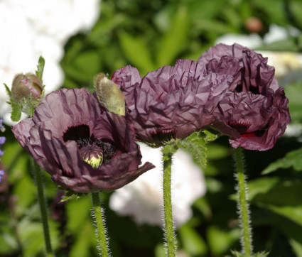 Papaver orientale ‘Patty’s Plum’