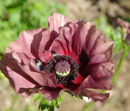 Papaver orientale ‘Patty’s Plum’