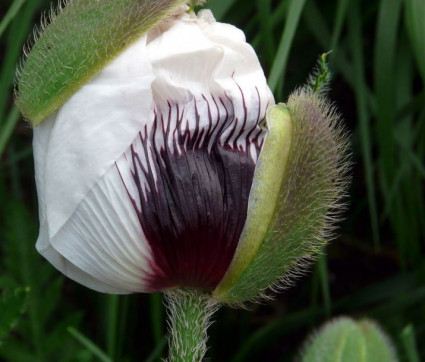 Papaver orientale 'Black and White'