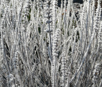 Agastache Hybride 'Linda'