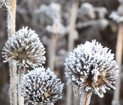 Echinacea purpurea 'Alba'