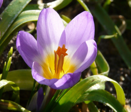 Crocus sieberi ssp sublimis 'Tricolor'