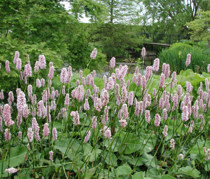 Polygonum bistorta ‘Superbum’