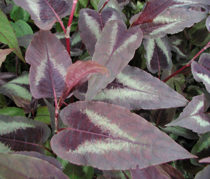 Polygonum microcephala ‘Red Dragon’