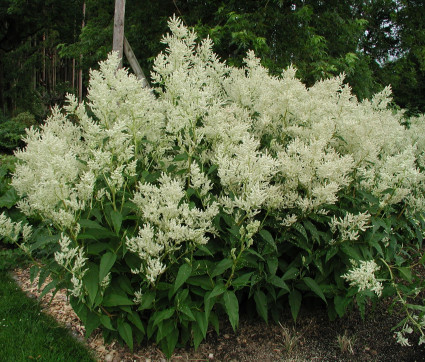 Polygonum polymorphum ‘Johanniswolke’