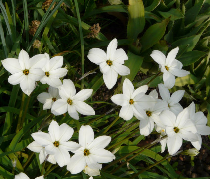 Ipheion uniflorum 'White Star'