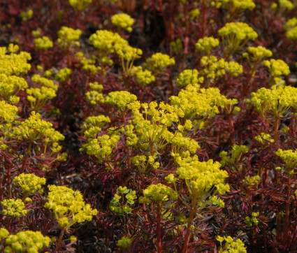 Euphorbia cyparissias ‘Fens Ruby’