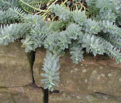 Euphorbia myrsinites