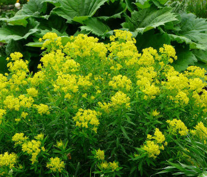 Euphorbia palustris ‘Walenburg’s Glorie’