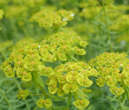 Euphorbia seguieriana ssp. niciciana