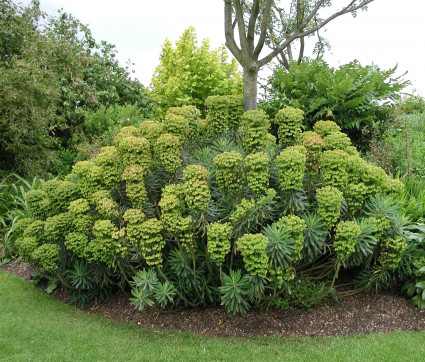 Euphorbia characias ssp. wulfenii