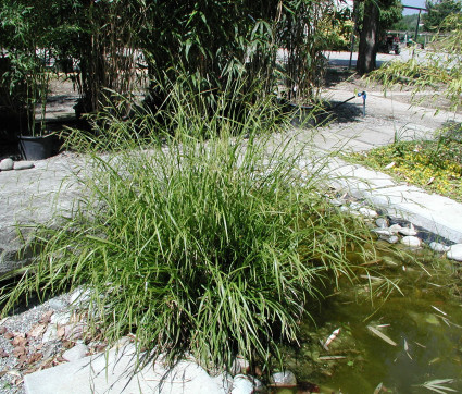 Carex pendula