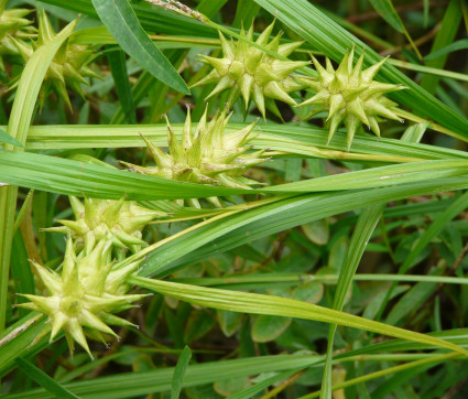 Carex grayi