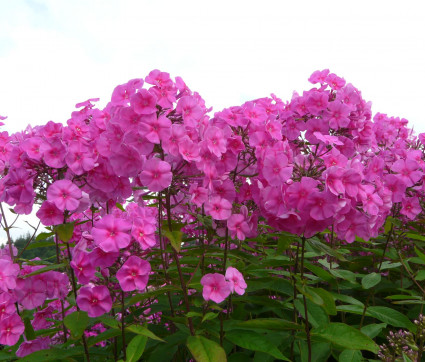 Phlox amplifolia 'Winnetou'