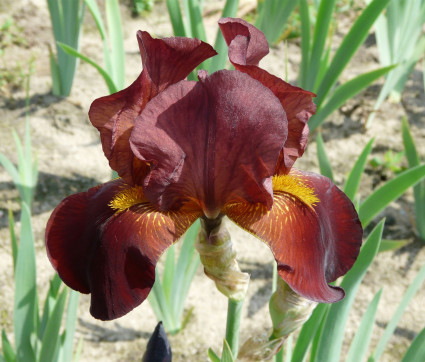 Iris barbata-elatior ‘Pledge Allegiance’