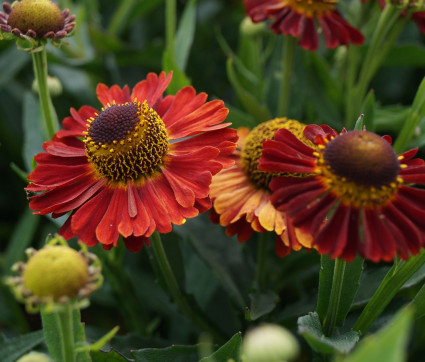 Helenium Hybride ‘Salsa’ ®