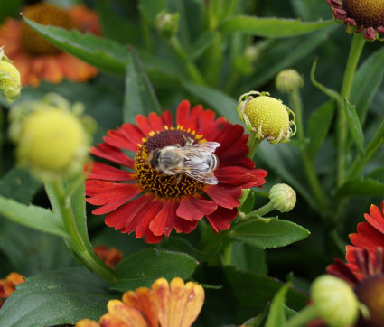 Helenium Hybride ‘Salsa’ ®