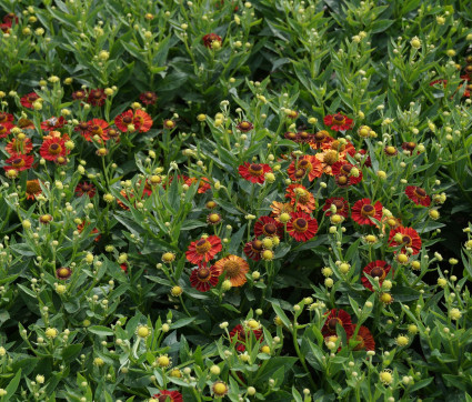 Helenium Hybride ‘Salsa’ ®